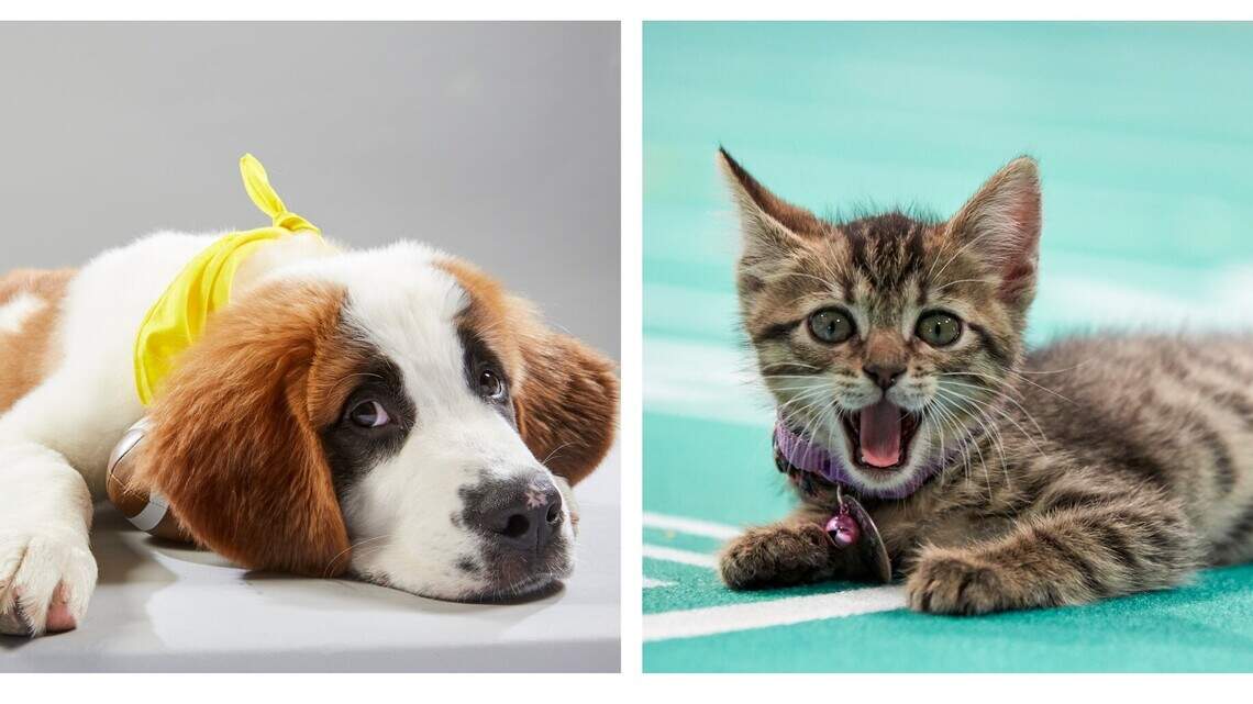 What to Watch on Sunday: Puppy Bowl, Kitten Bowl and a football game in Atlanta