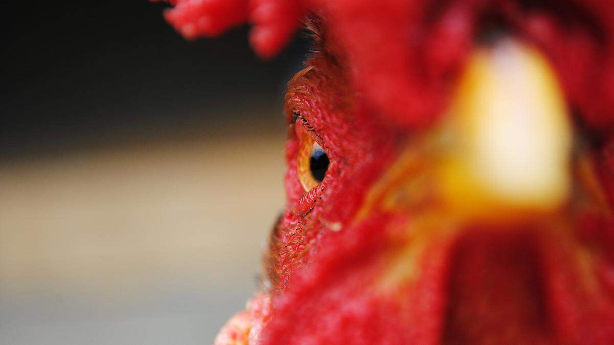 People began to scramble off with chickens and roosters once deputies arrived, the sheriff’s office said.
