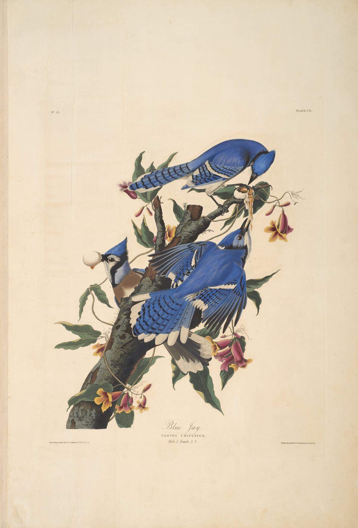 John James Audubon, Blue Jay, from The Birds of America, 1827–38, hand-colored aquatint/engraving on paper, 40 x 26 inches