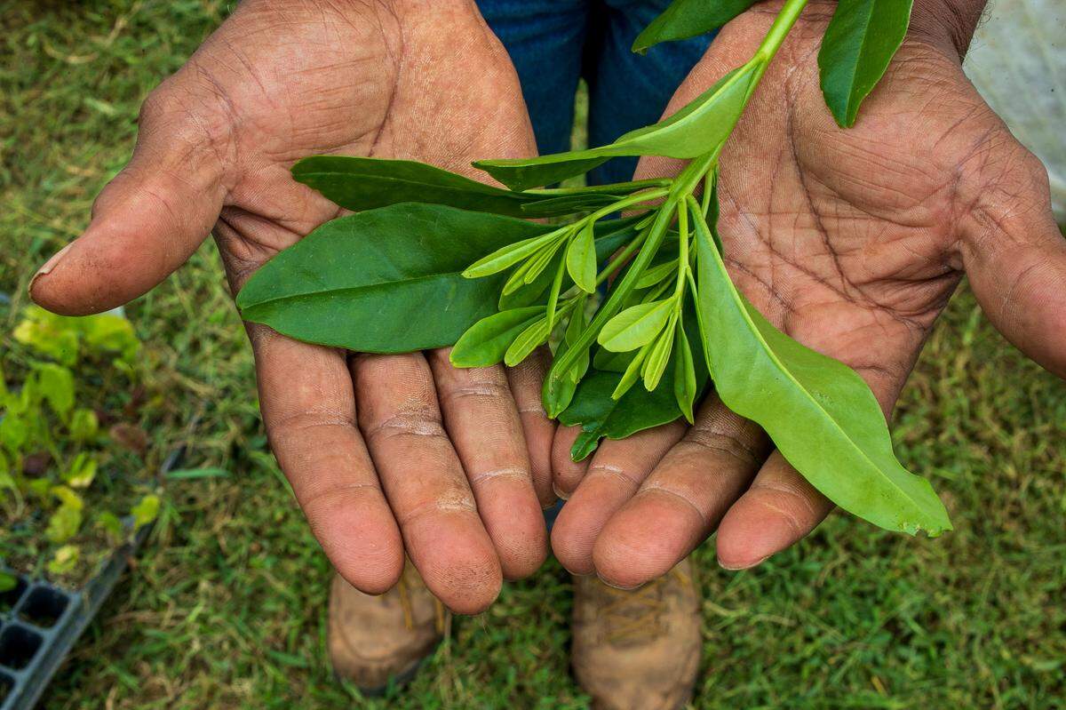 Tom Savage holds harvested Waterleaf in his hands on Thursday, September 8, 2022 at Allied Organic Farms in Hurdle Mills, N.C.
