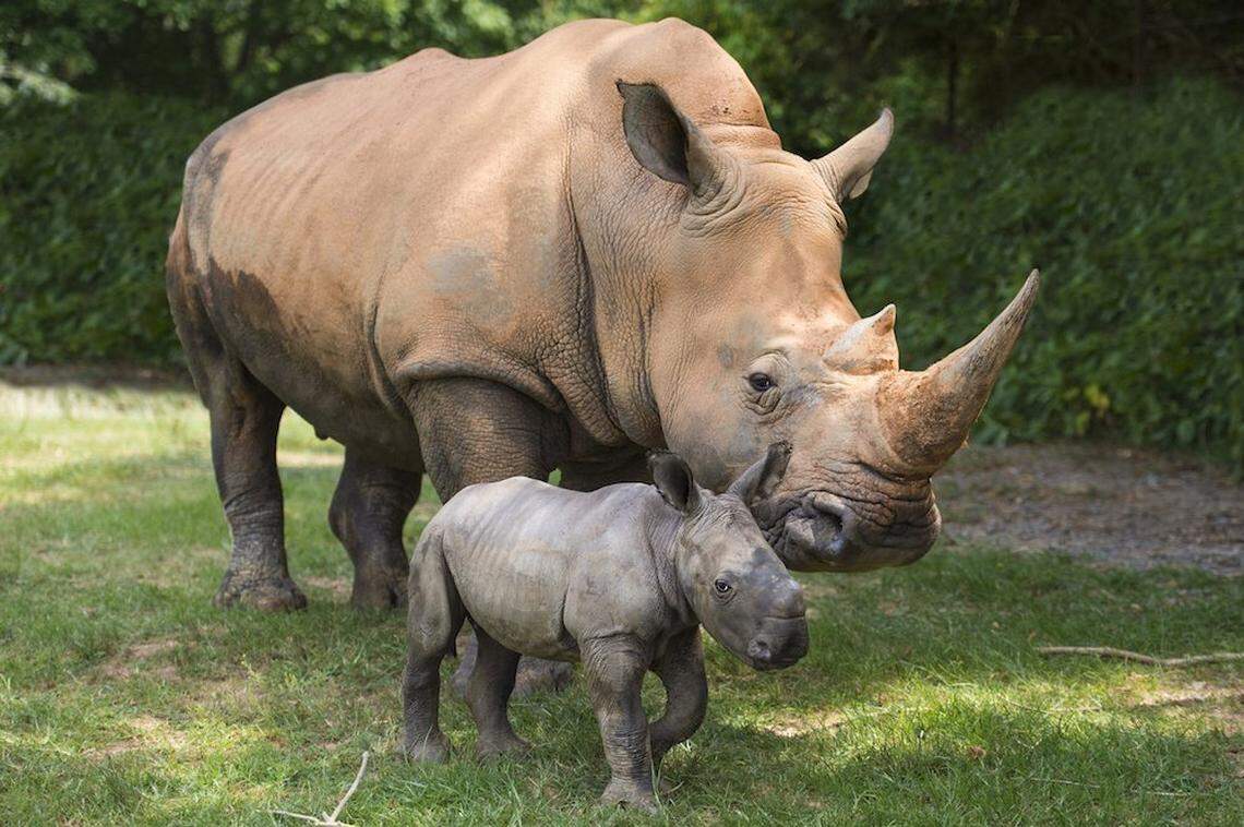 The N.C. Zoo participates in over a dozen efforts to save lions, elephants, rhinoceroses and other animals in Africa from poaching and possible extinction. .