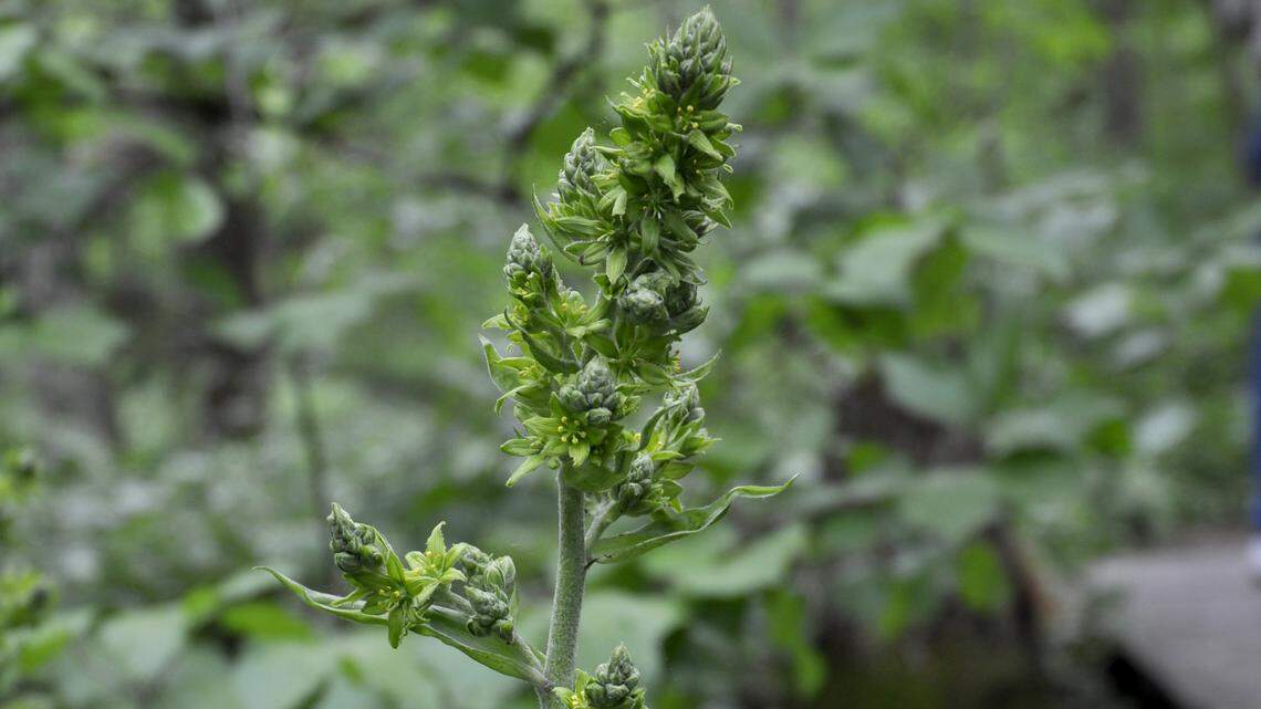 False Hellebore is found in wet wooded areas in western parts of the state.