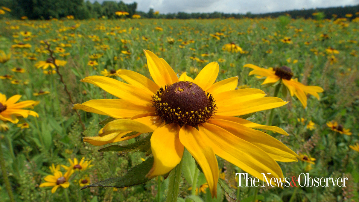 North Carolina sunflowers