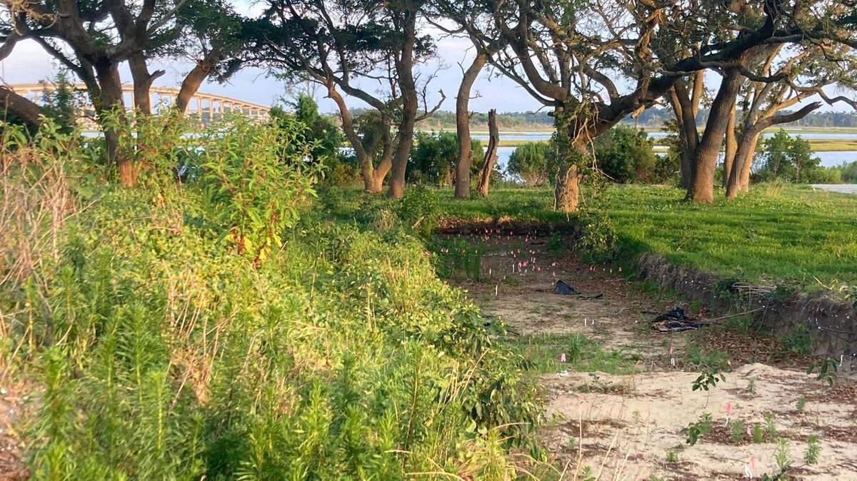 A series of trenches like the proposed site of the Bridge View development in Cedar Point, NC. The trenches were dug by an archaeological consultant who found thousands of artifacts, including 11 human burial sites, on 1.13 acres of the 21-acre development.