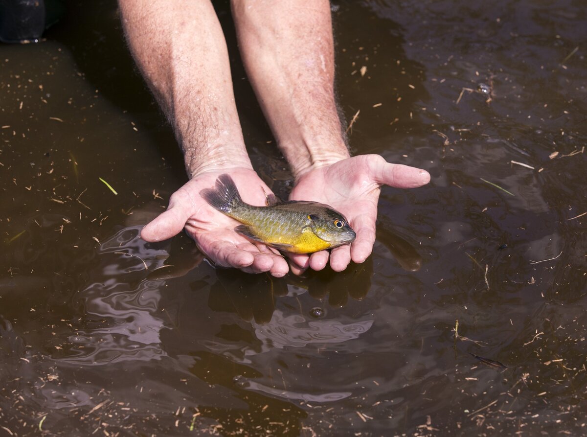 Jimmy Poston holds a sunfish caught by hand in the flood waters of a front yard on Bay Rd. in Brittons Neck. Residents of Brittons Neck in Marion County are nearing the crest the flooding from the Little Pee Dee River on Saturday, but many are concerned that the flooding Great Pee Dee will increase damage to their community. Sept. 22, 2018.