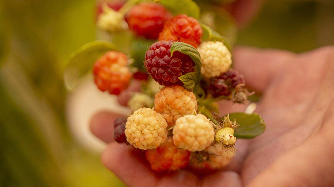 Mike Mann, Head of Trait Development at Pairwise, a new startup recently relocated from St. Louis, holds a clump of test berries they are working to genetically modify along with other crops, in collaboration with Bayer, at their greenhouses in Research Triangle Park, NC, on Wednesday, July 10, 2019.