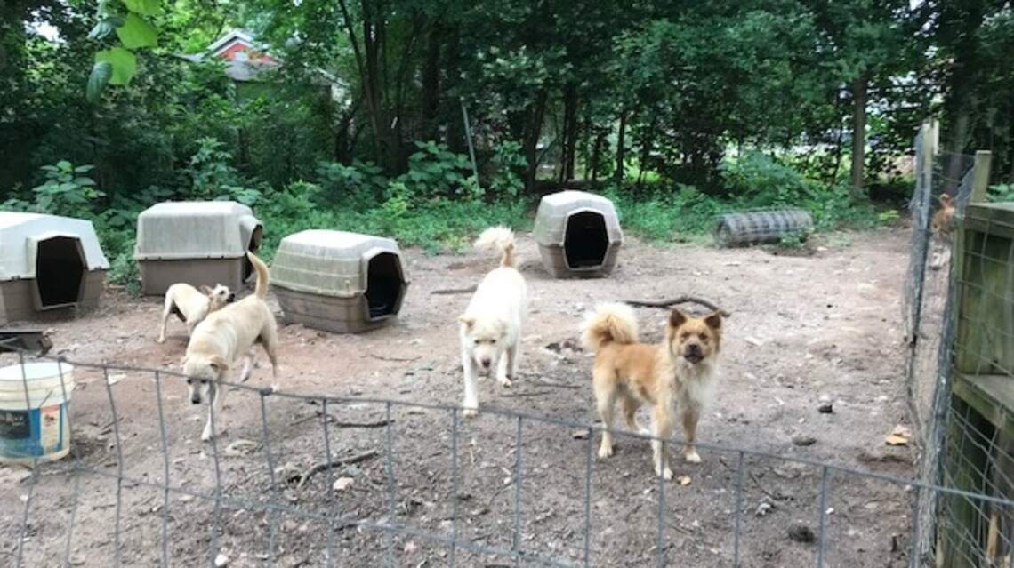 Over 60 dogs and cats rescued from a house fire in South Carolina, shelter says