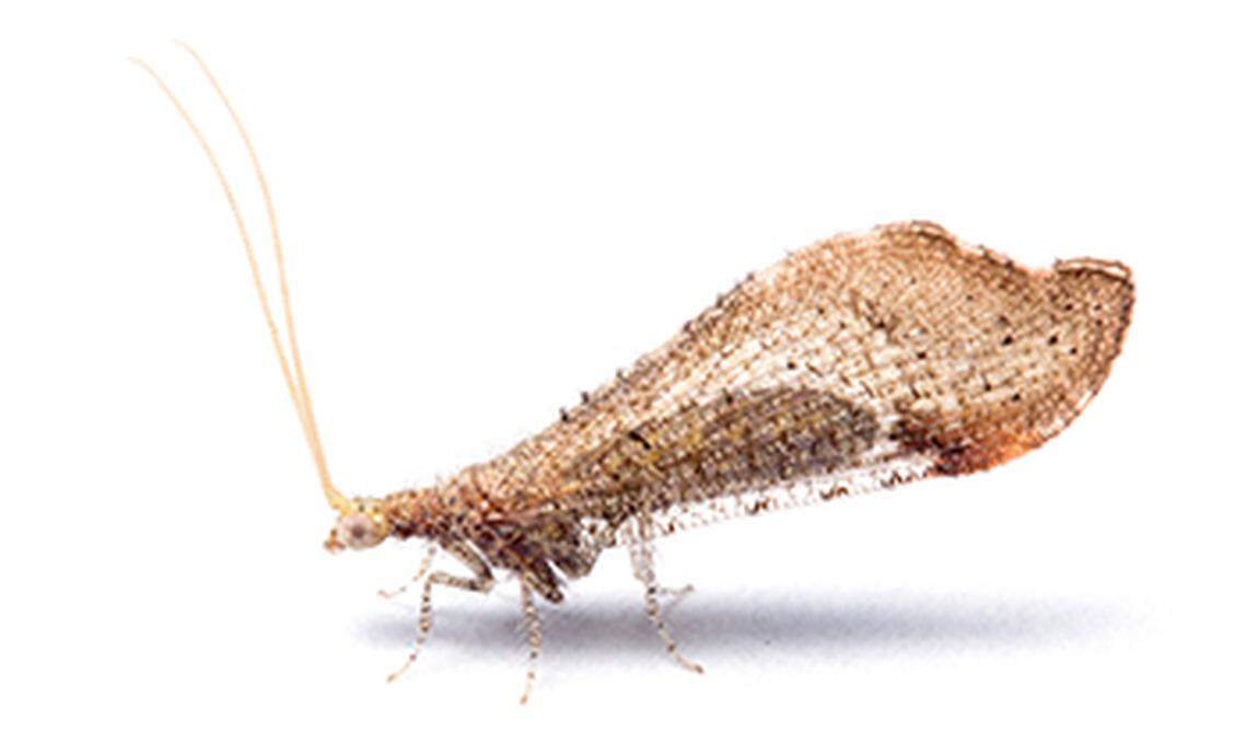 Beaded lacewing