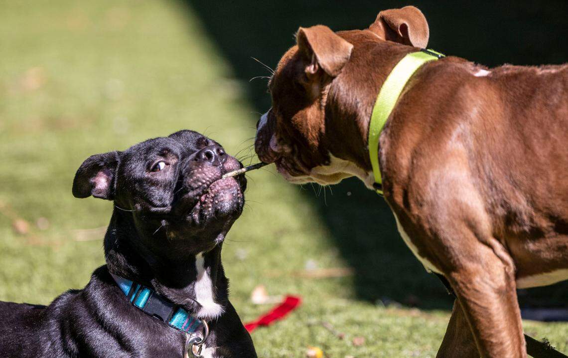A pair of pit available for adoption play with a stick at the Wake County Animal Shelter in Raleigh Tuesday, Oct. 4, 2022. To honor National Pit Bull Awareness Month, the shelter has discounted the adoption fee for the dogs from $95 to $25.