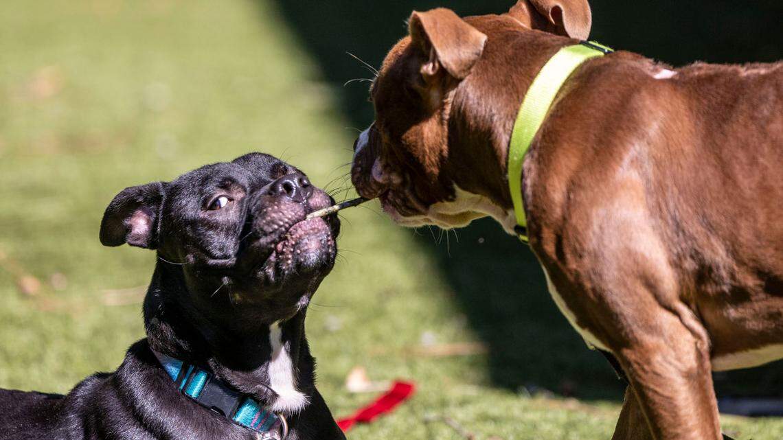 A pair of pit available for adoption play with a stick at the Wake County Animal Shelter in Raleigh Tuesday, Oct. 4, 2022.