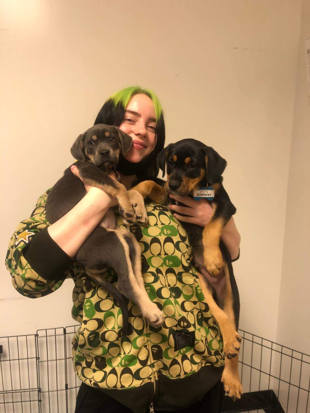 Grammy-winning pop star Billie Eilish is performing in Raleigh’s PNC Arena March 12, 2020. Earlier in the day, she asked if Saving Grace animal rescue in Wake Forest could drop off a few puppies to play with.