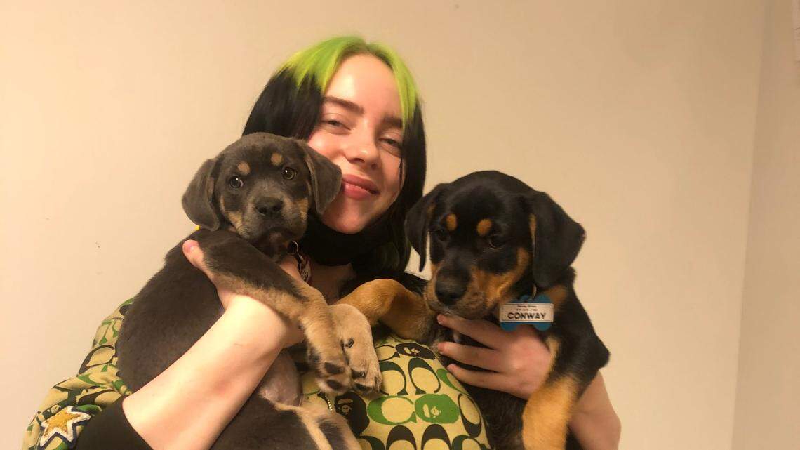 Billie Eilish gets delivery of adoptable pups before NC show — her last show for awhile