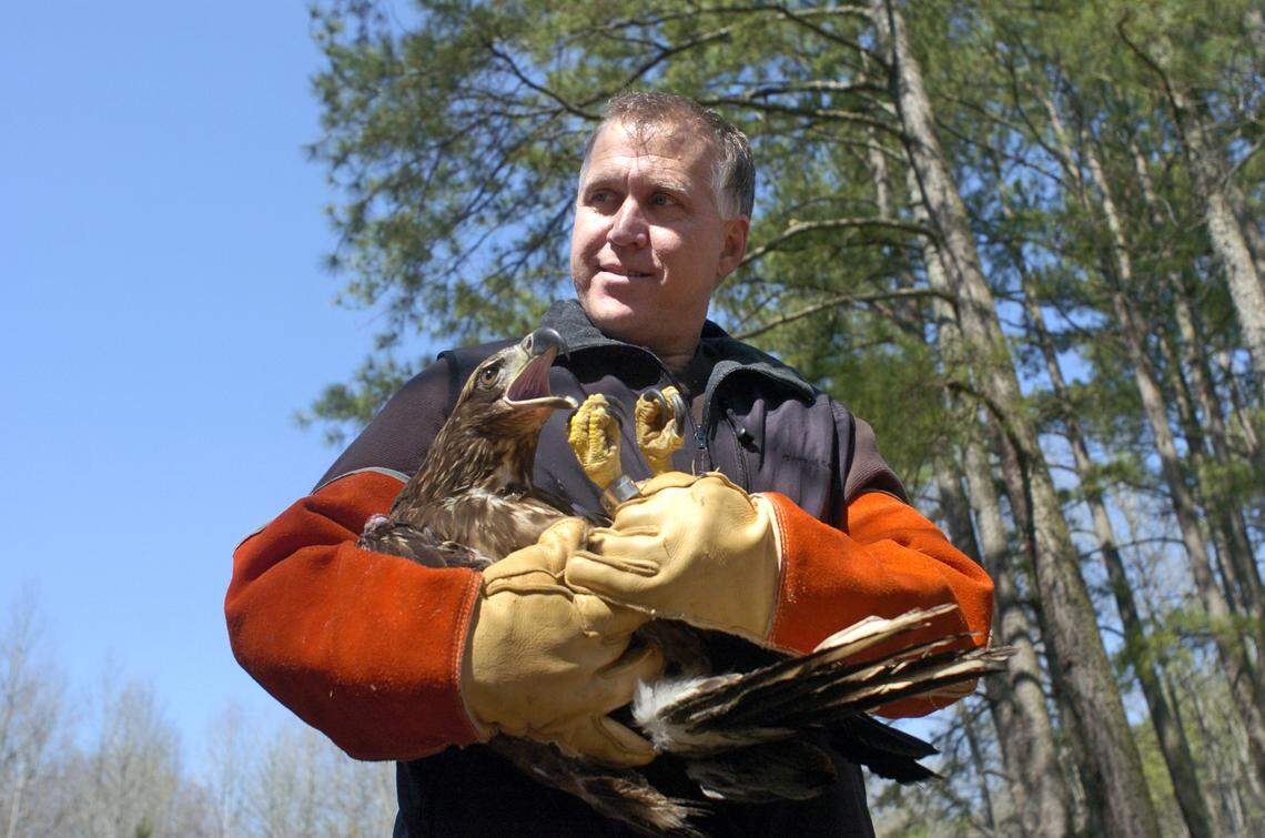 Thom Tillis, a representative for the House of Representatives for District 98, holds a 1-year-old bald eagle before releasing him into the wild at Landsford Canal State Park near Rock Hill, SC in March 2008. The eagle was brought to the Carolina Raptor Center in November with serious injuries including five missing feathers.