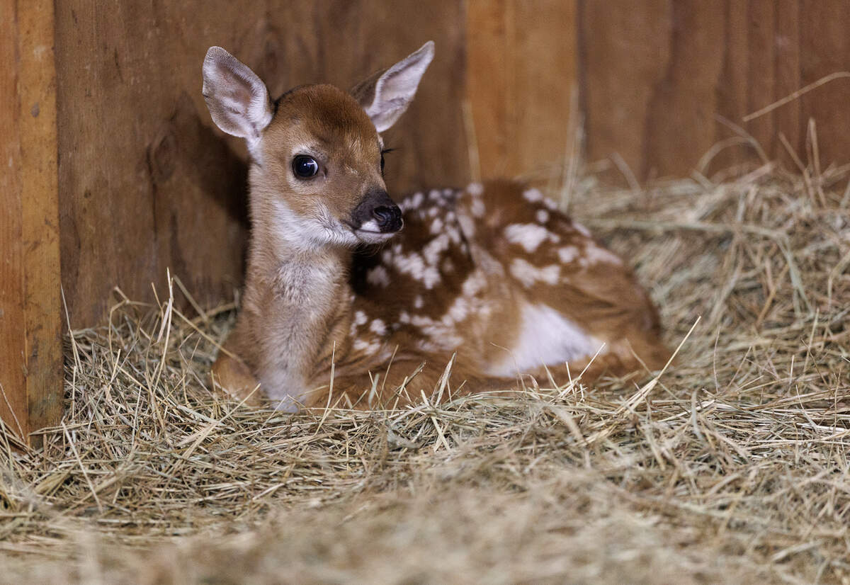 A fawn sits in an enclosure at Holly’s Nest Animal Rescue on Friday, June 5, 2026, in Sanford, N.C.