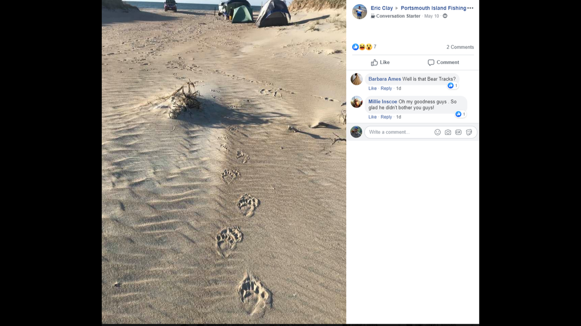 Eric Clay posted this photo on the Portsmouth Island Fishing Face book page May 10, showing bear tracks near campers’ tents on the Outer Banks.
