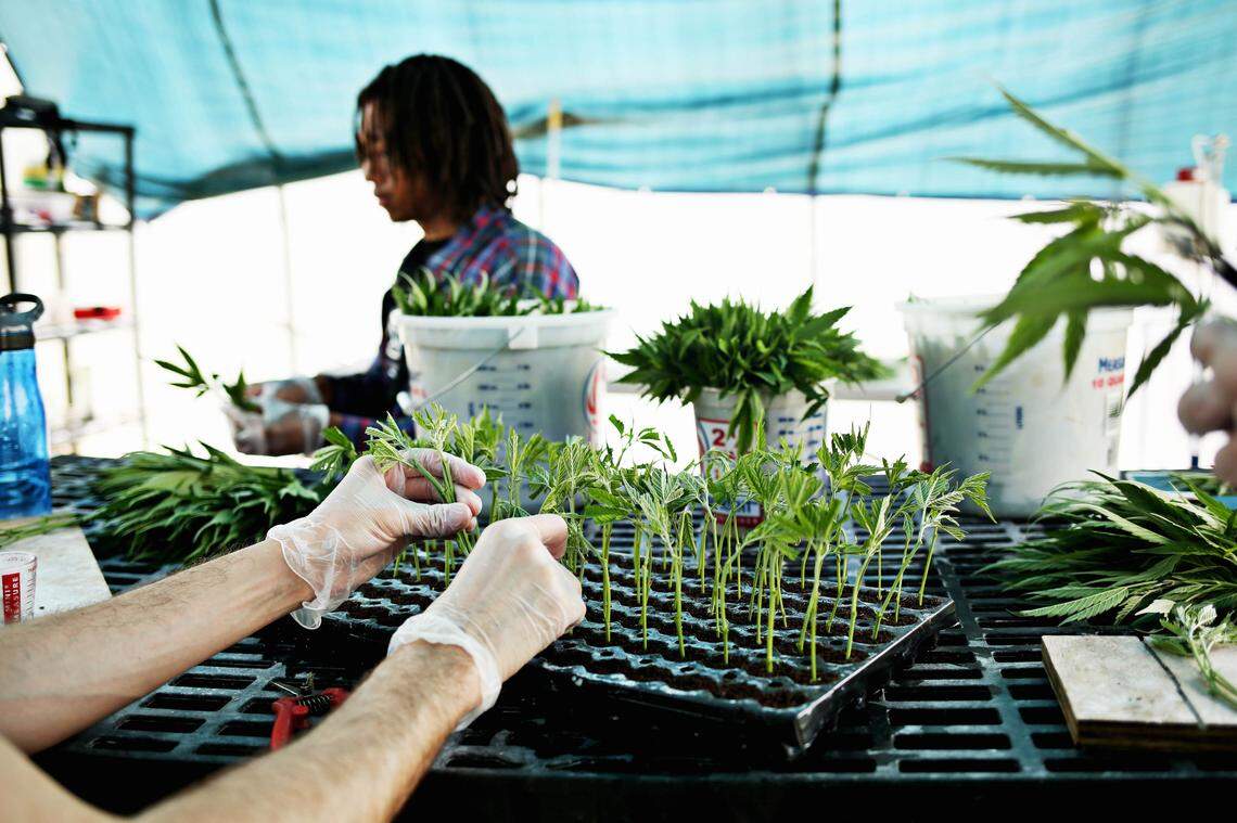 Cuttings from Triangle Hemp’s plants are pampered with water, sunlight and nutrients until they develop healthy root systems and coan be sold as seedlings to farmers across the state and as far away as Kentucky.