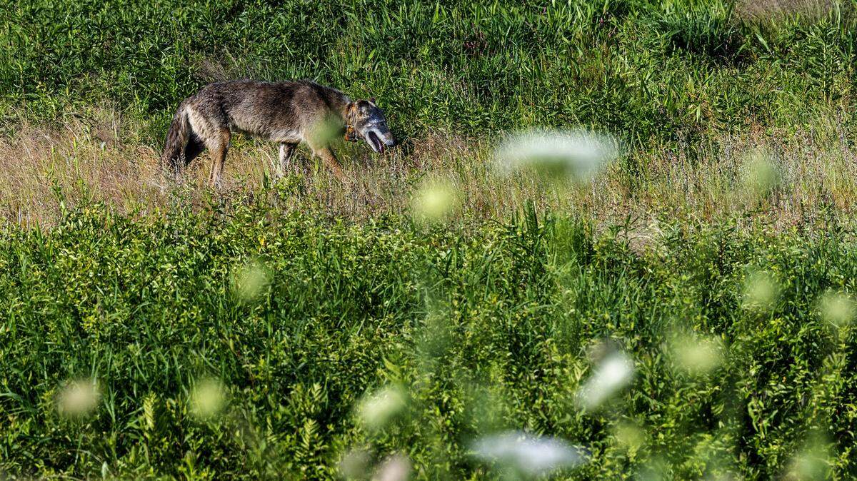 A red wolf walks near an irrigation canal at Alligator River National Wildlife Refuge in the late afternoon on Sunday, May 17, 2026. Red wolves are the world’s most endangered wolf species. About 15 to 17 red wolves live in the wild in eastern North Carolina, according to the U.S. Fish and Wildlife Service.