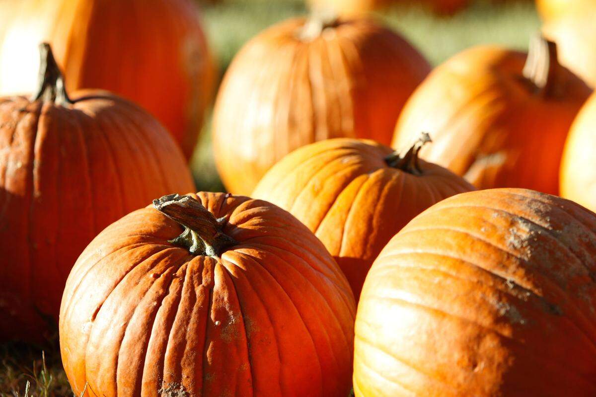 With fall’s arrival, there are several events that center around pumpkin picking.