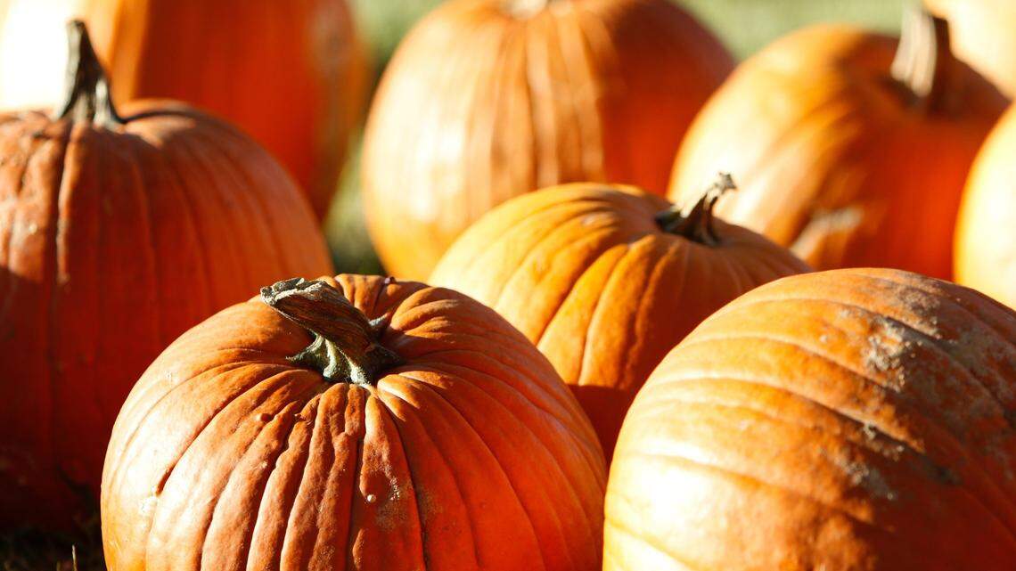 A North Carolina pumpkin patch was named one of the best in the nation.