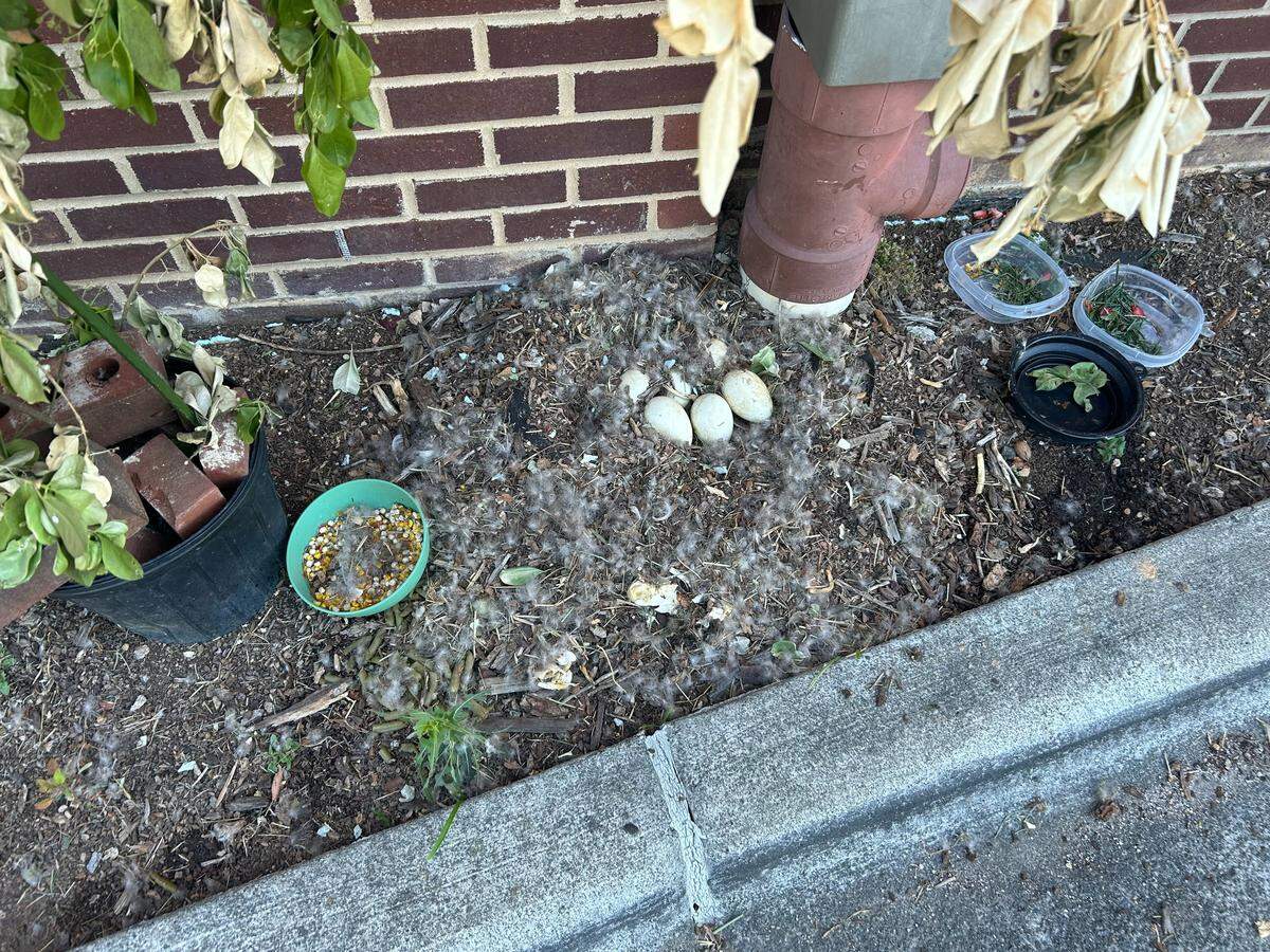 Six goose eggs remain in the drive-through pharmacy at Walgreens in North Raleigh, minus a gosling hit by a car.