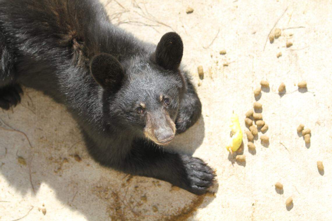 Museum of Life and Science
