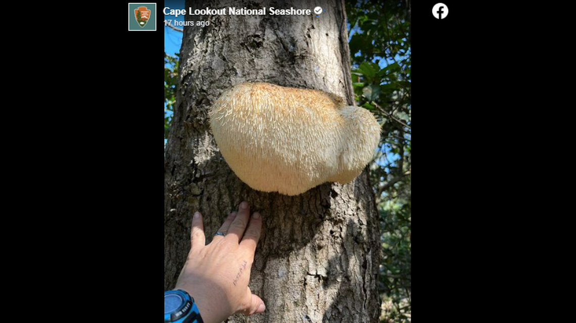 This “hairy looking thing was found” stuck to a tree on North Carolina’s Shackleford Banks, prompting an explanation from the National Park Service.