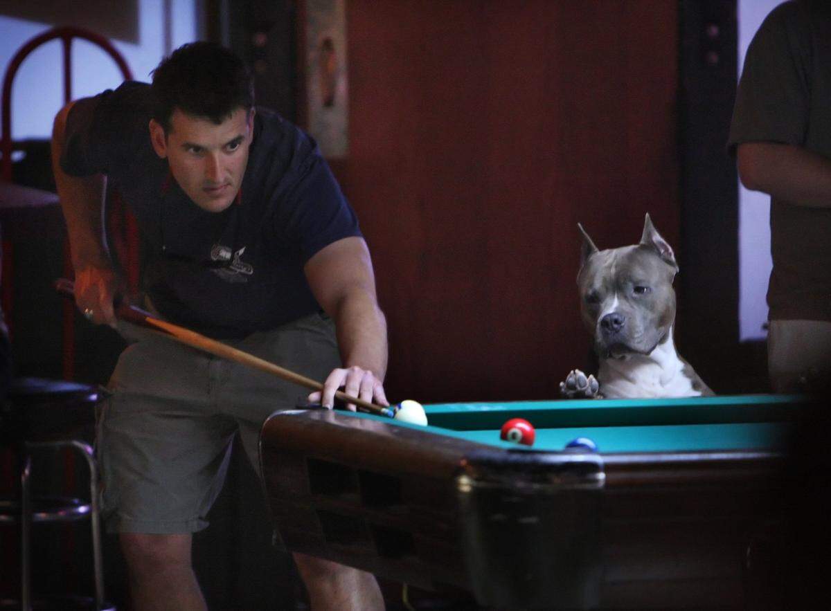 A dog watches a game of pool at The Green Room in Durham. News & Observer photo by Chuck Liddy.