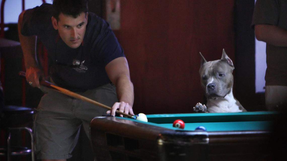 A dog watches a game of pool at The Green Room in Durham.