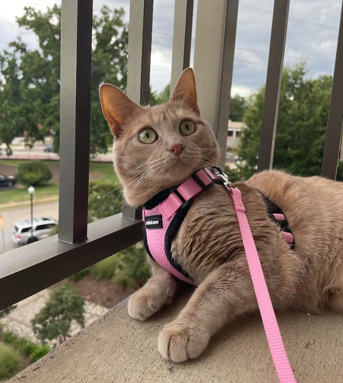 Scarlett, one of the finalists in the News & Observer’s cutest cat contest.