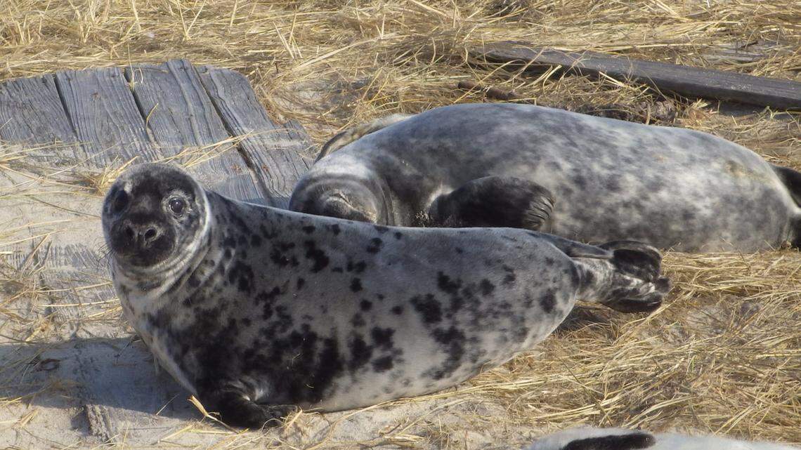 Gray seals can grow up to 10 feet and weigh as much as 880 pounds, according to the National Oceanic and Atmospheric Administration.