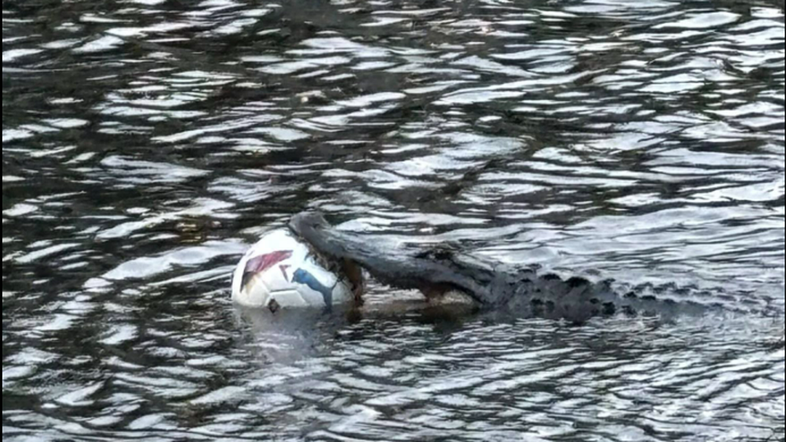 Was this soccer ball stuck in the alligator’s mouth or was the gator just playing with it? Either way, the ball was destroyed, according to Sunset Beach police in North Carolina.