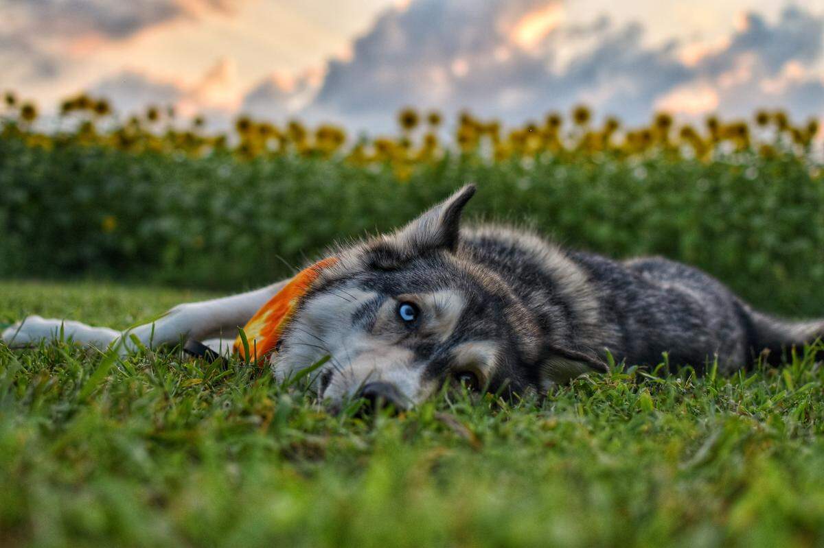 Kayla Davis runs the @roamingwithremus Instagram account featuring her dogs Remus and Fawkes. Fawkes is shown here at Dorothea Dix Park in Raleigh.