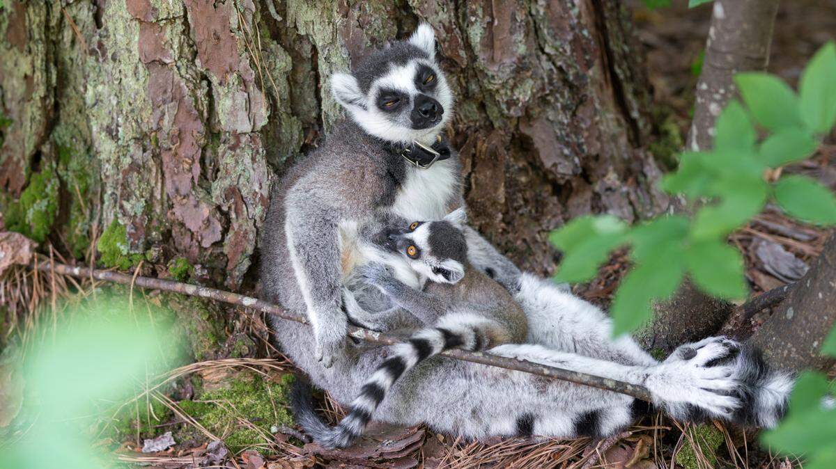 Scout nursing with sleepy mother Sierra Mist. Scout, an endangered ring-tailed lemur was born on April 1, 2021, becoming the one of the first two ring-tailed lemurs to be born at the center since 2016.