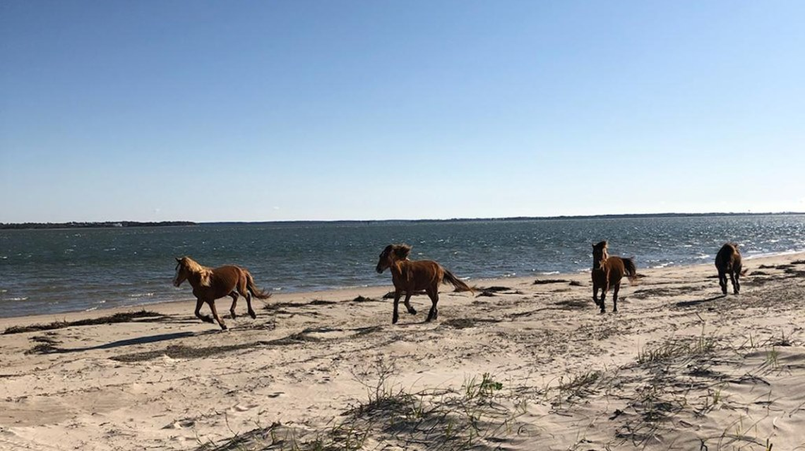 This photo from April 2020 shows a group of wild horses on a soundside beach at the Shackleford Banks, according to Cape Lookout National Seashore.