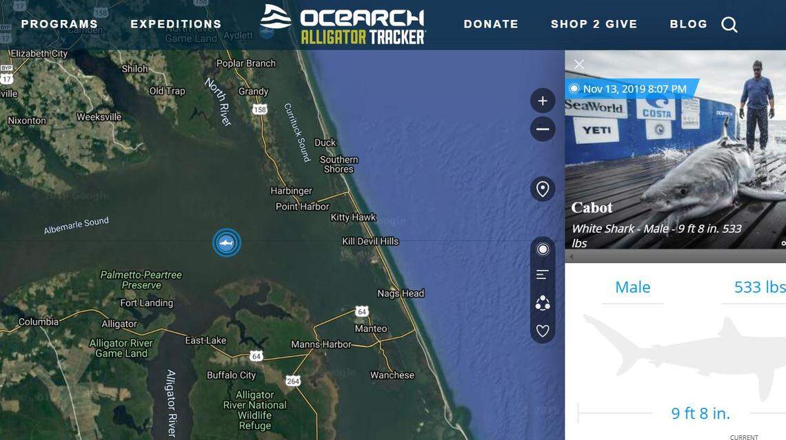 Ocearch researchers tracked a great white shark to the mouth of the Alligator River in North Carolina Wednesday. 