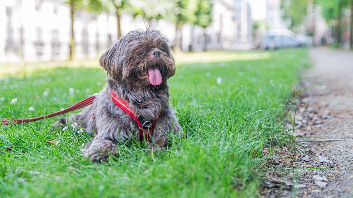 Can a dog’s tumors shrink after consuming turkey tail mushrooms? Separating the myths from the facts