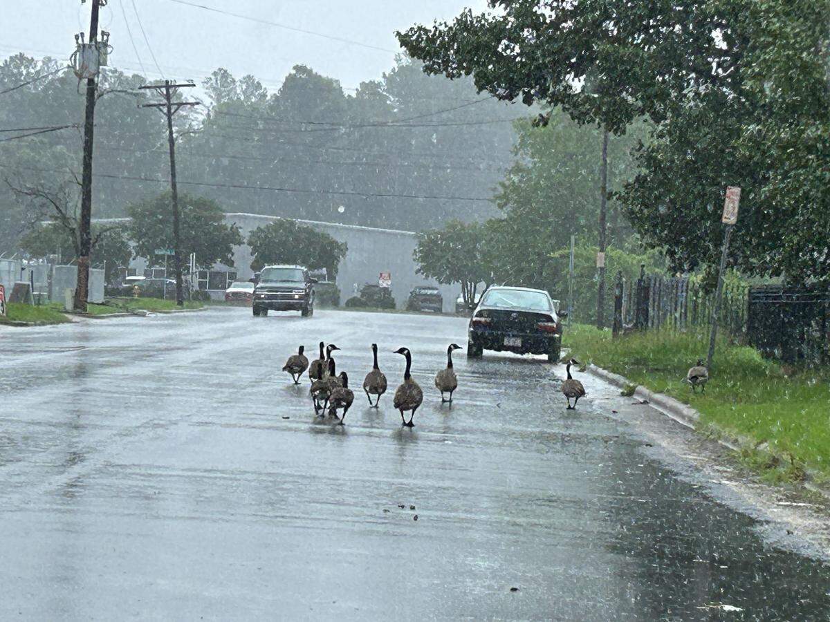 About a dozen Canada geese travel along Creekside Drive in Raleigh, North Carolina, on Thursday, Aug. 8, 2024.