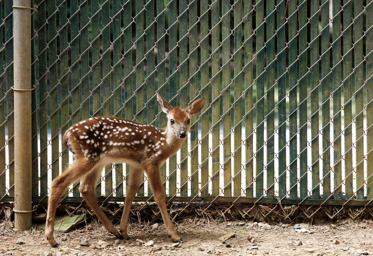A fawn walks through an enclosure at Holly’s Nest Animal Rescue on Friday, June 5, 2026, in Sanford, N.C.
