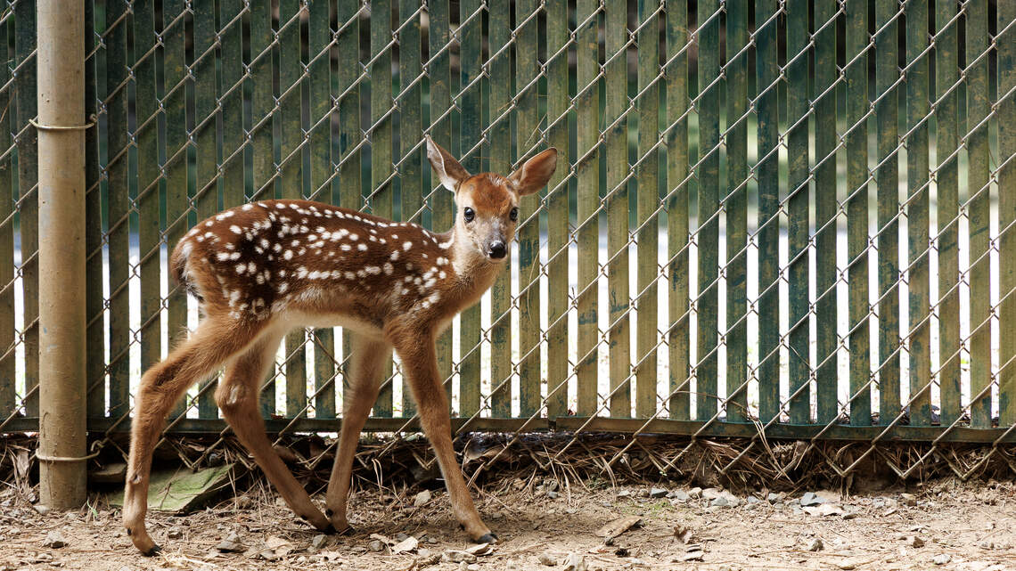 This year, an NC animal rescue will take in 150 baby deer orphaned by passing cars
