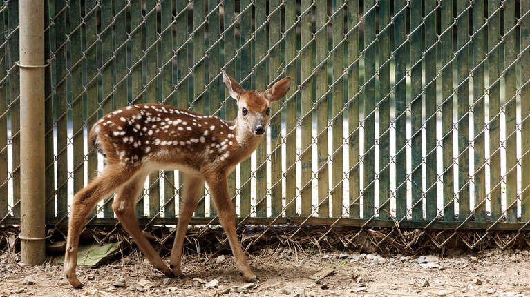 This year, Holly’s Nest will take in 150 baby deer orphaned by passing cars