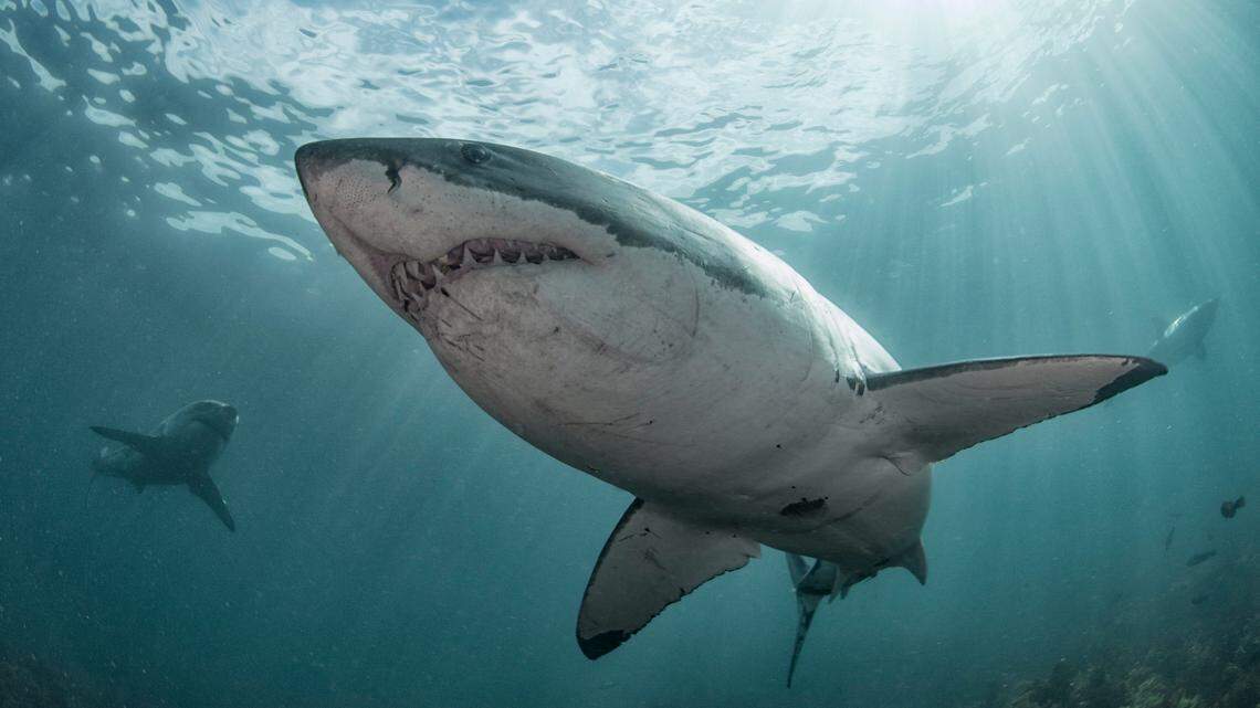 Great white sharks swim through the water off the coast of Stewart Island, New Zealand. Discovery’s Shark Week 2021 runs July 11-17.