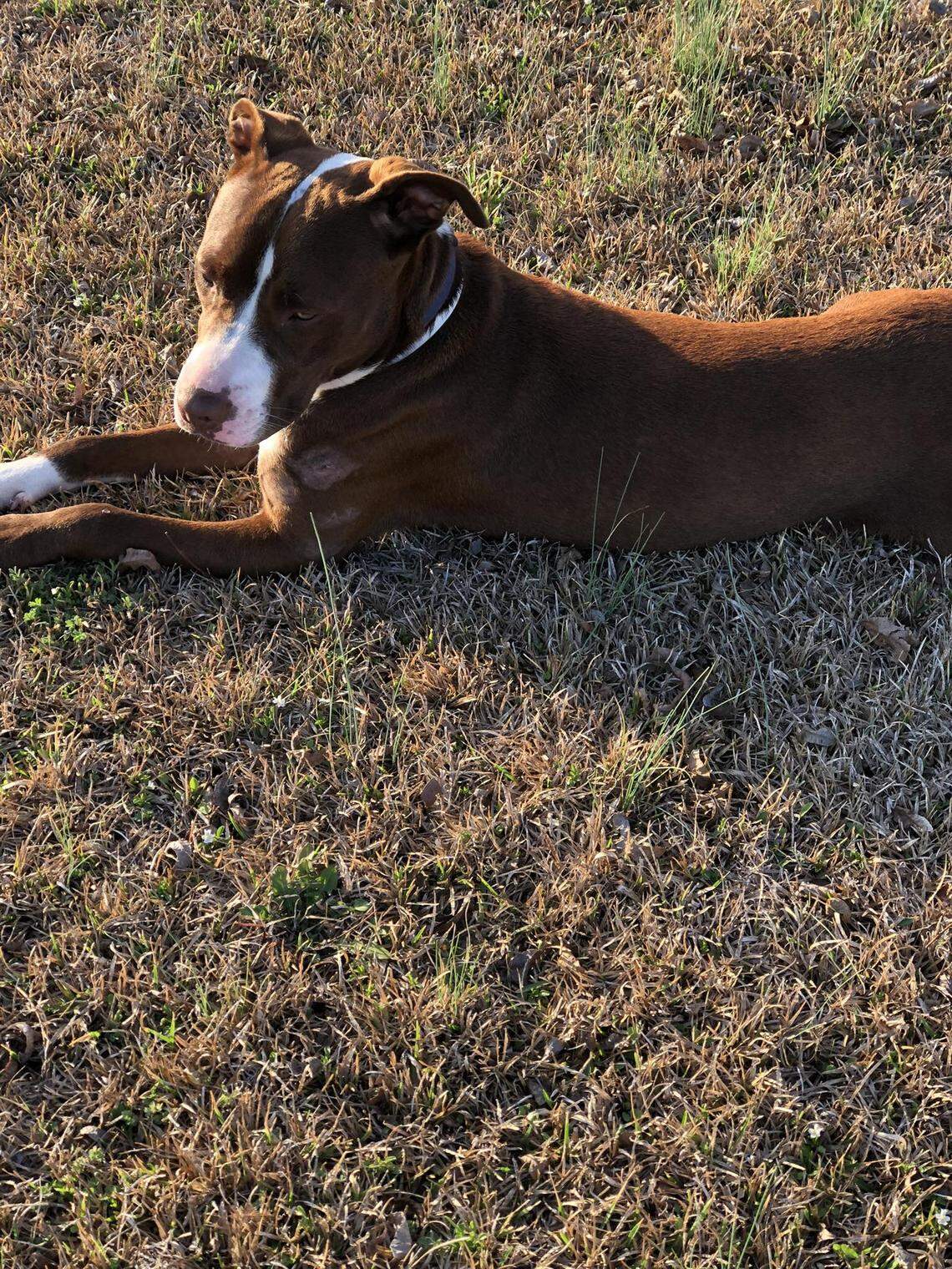 Duke, one of many dogs missing from Pender County, possibly due to a fighting ring.
