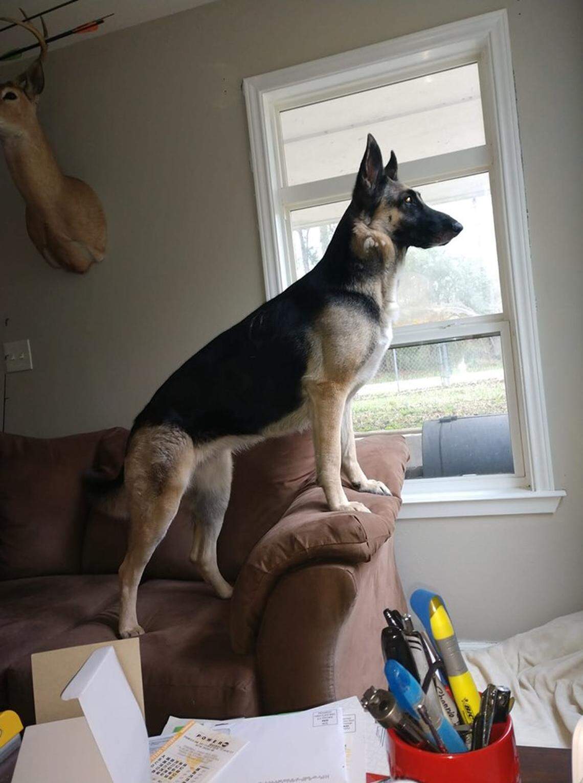 Xena, a German Shepard, saved a Texas deputy and his wife from a house fire. They rescued the dog a year ago.