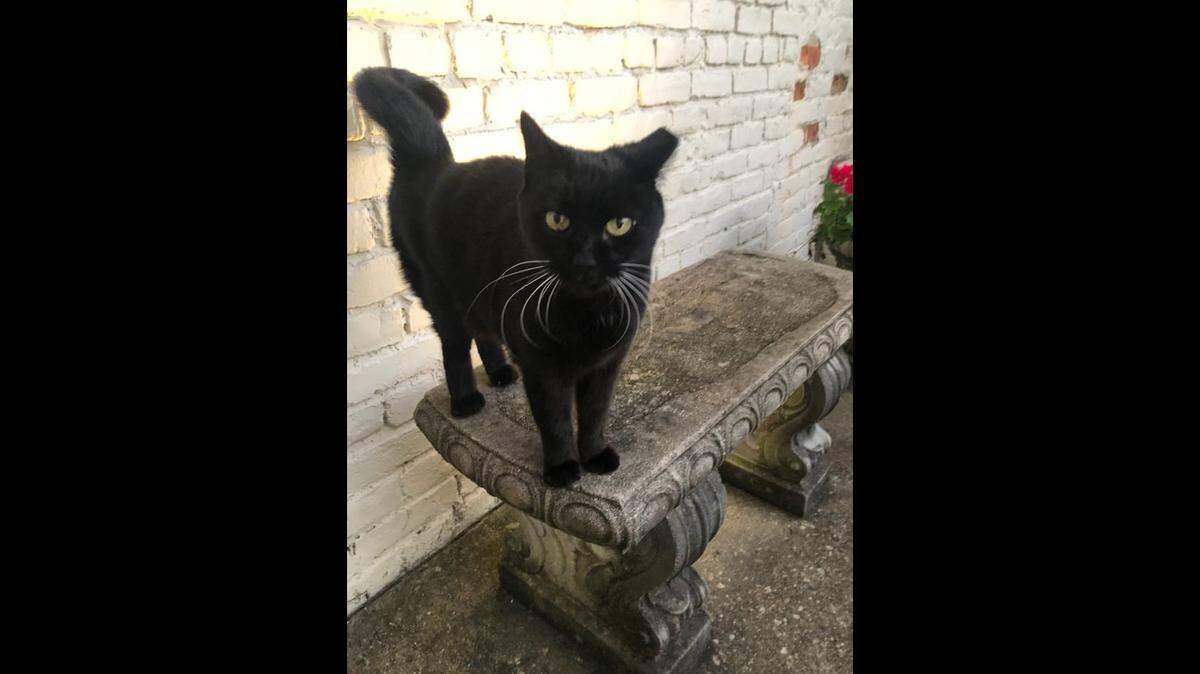 A feral cat called Crabby by some is called by Lovey by Raleigh Mayor Mary-Ann Baldwin.