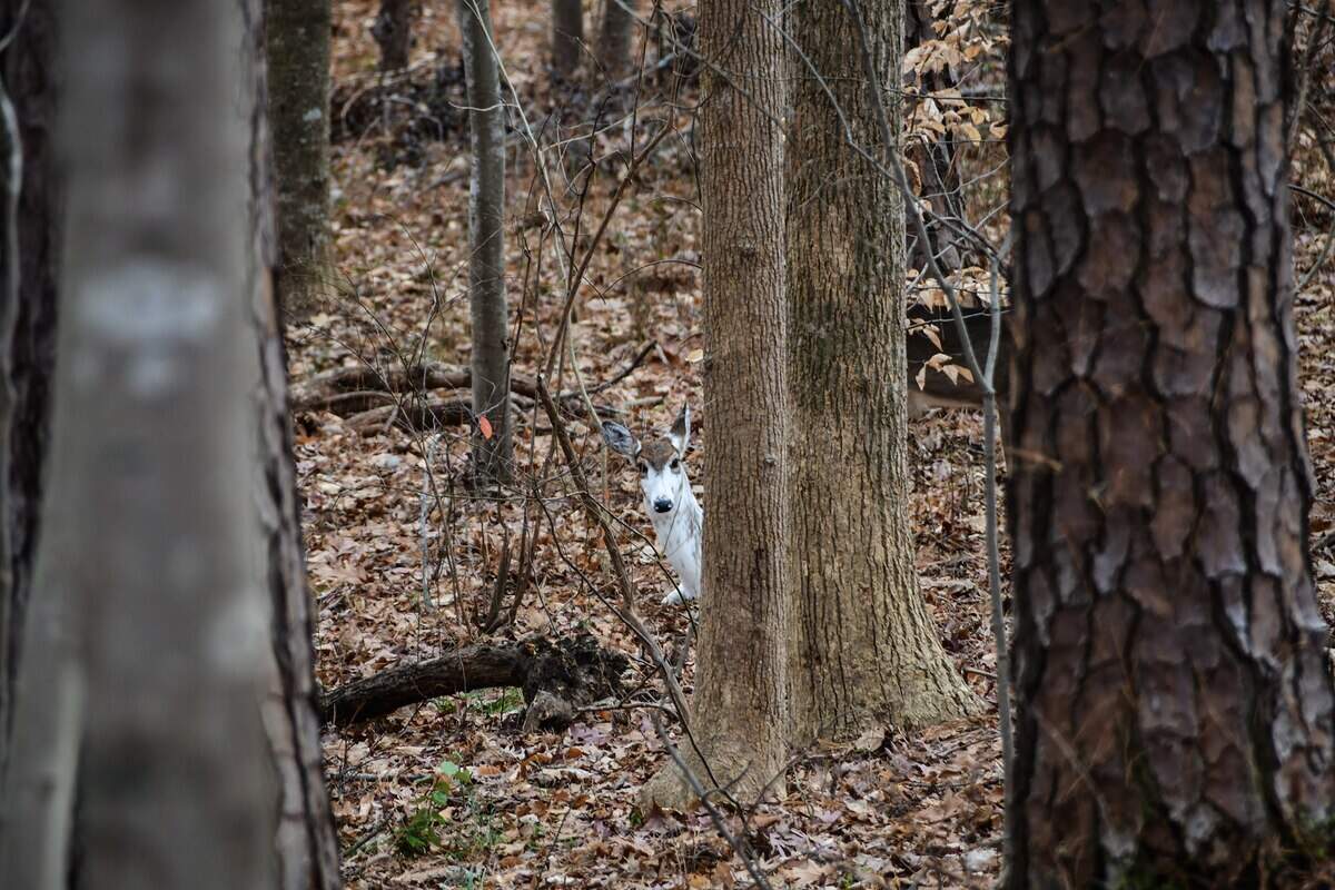 A piebald deer was spotted in North Carolina.