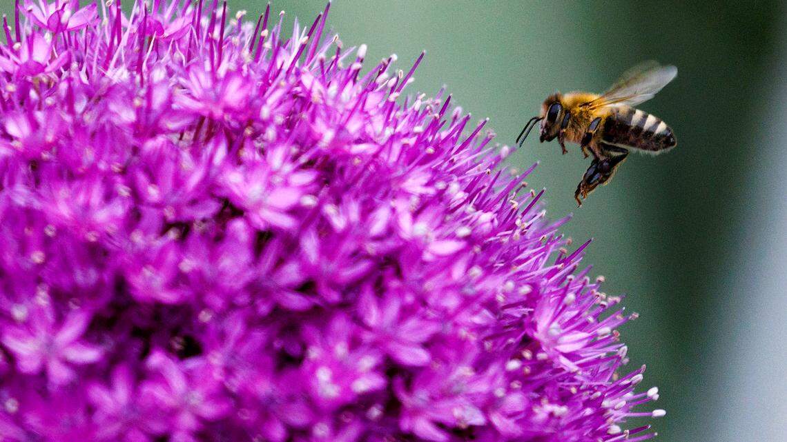 Looking for blooms? These 6 Triangle gardens are worth the trip