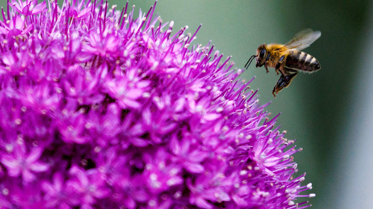 A bee flies near an Allium bloom at JC Raulston Arboretum on Thursday, May 8, 2025, in Raleigh, N.C. 