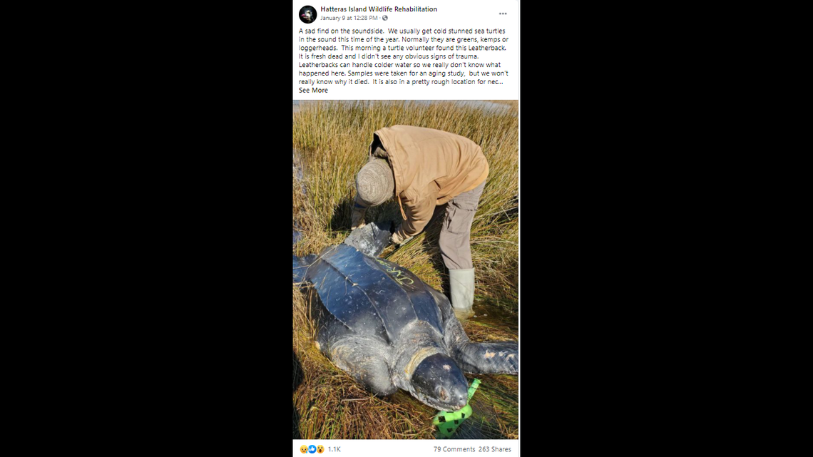 A leatherback sea turtle weighing up to 800 pounds was found dead Saturday on the Outer Banks and experts remain puzzled over what killed it.