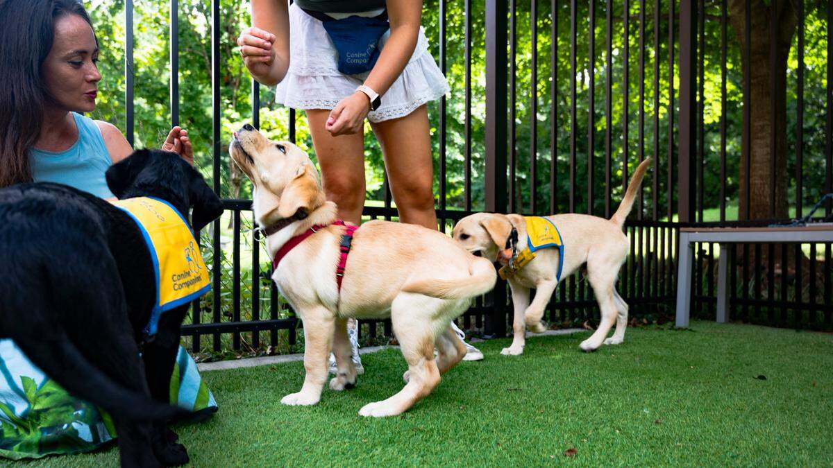 Vanessa Woods works with puppies, Rosalina, Sookie and Comet at the Duke Puppy Kindergarten on Friday, July 19, 2024.