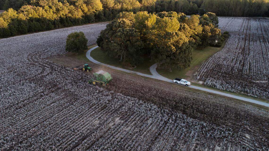 The sun sets in a Gates County cotton field as a farmer harvests their crop.